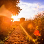 The sun is setting over a dirt path photo – Free Sunset Image on Unsplash